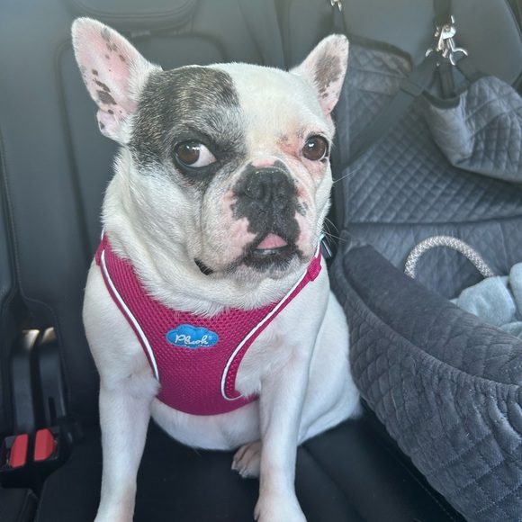 Meet your Posher, Lorrie - Picture 3 of 8